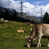 Selon une nouvelle étude, l'histoire des Suisses et des vaches est étroitement liée. (Photo d'archives)